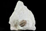 Bargain, Paciphacops Trilobite - Oklahoma #68627-2